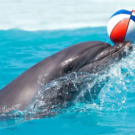 side dolphin show