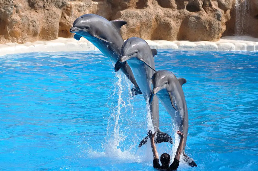 side dolphin show