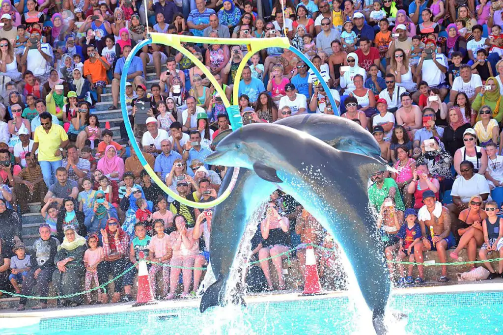 side dolphin show