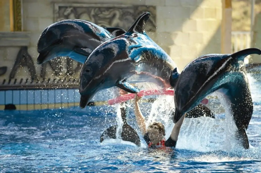 Adaland Dolphin Show in Kusadasi