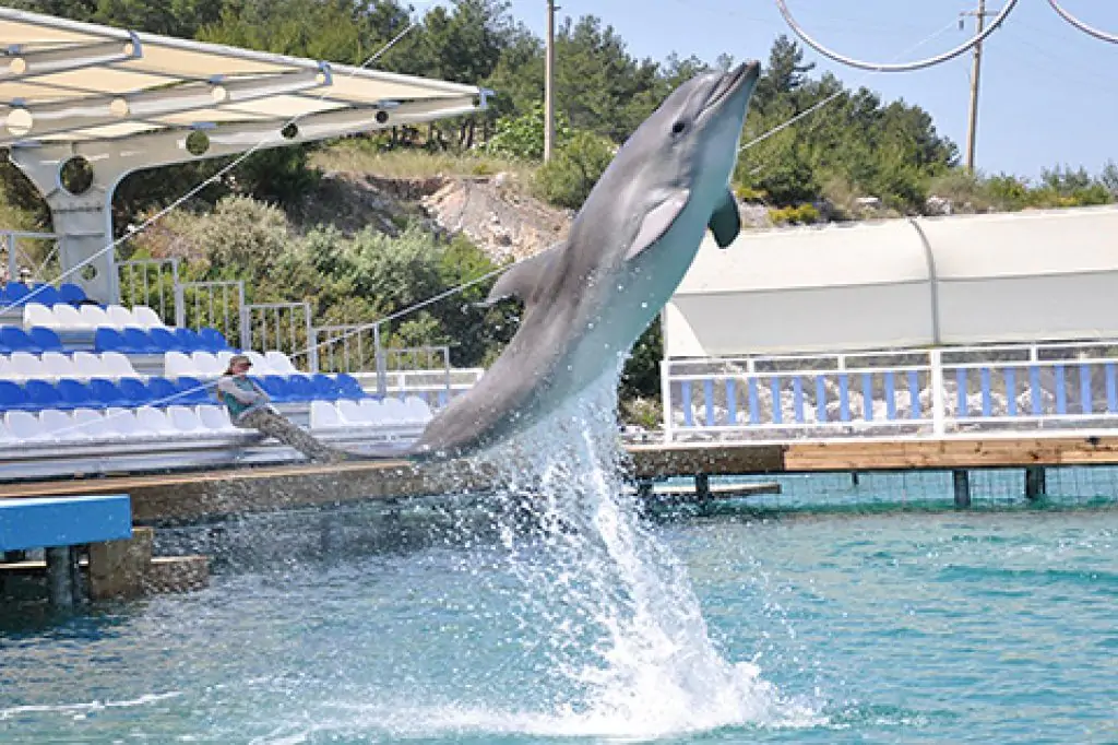 Bodrum Dolphin Show