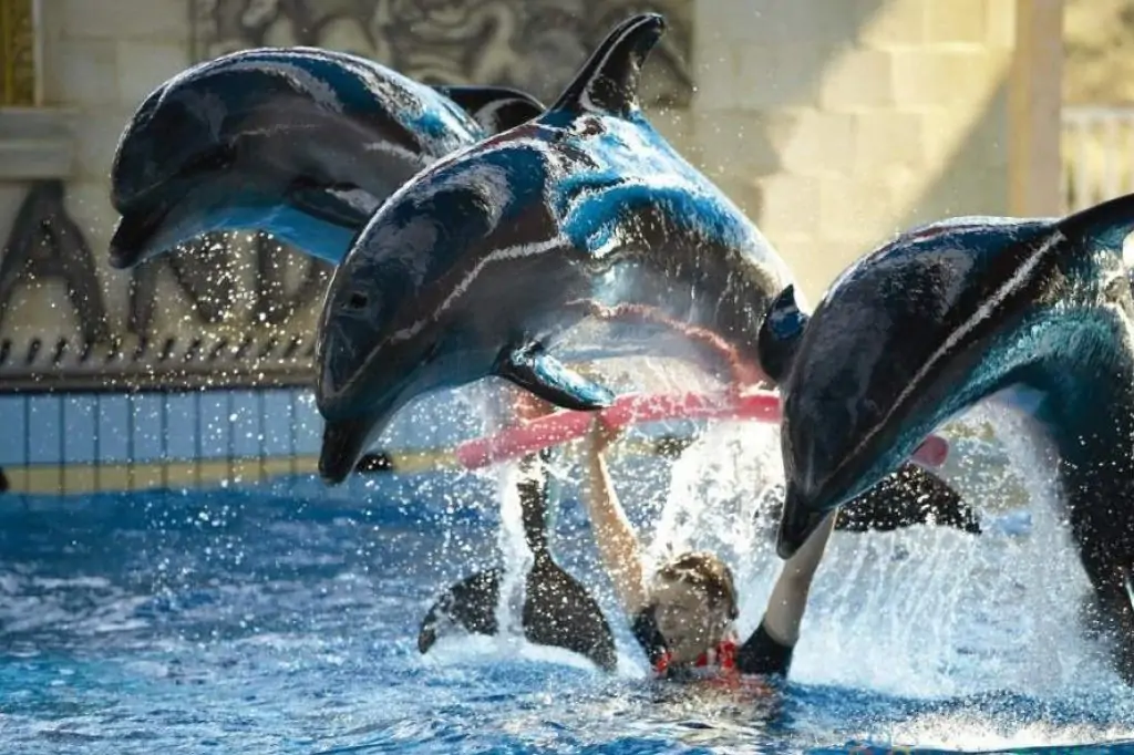 Bodrum Dolphin Show