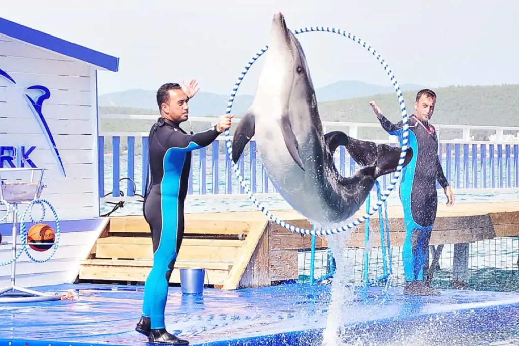 Bodrum Dolphin Show