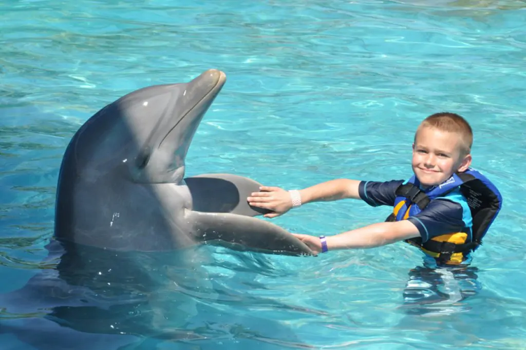 Bodrum Swimming with Dolphins