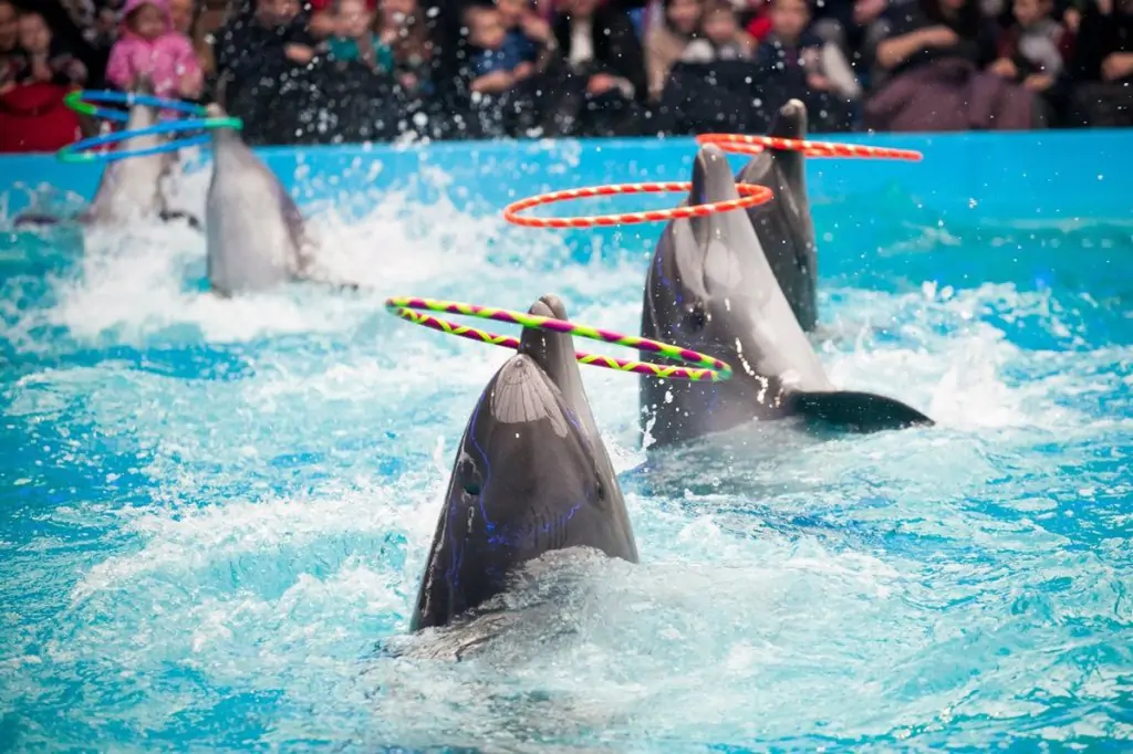 Bodrum Swimming with Dolphins