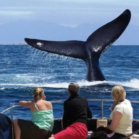 Whale and Dolphin Watching in Mirissa