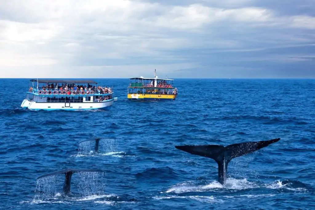 Whale and Dolphin Watching in Mirissa