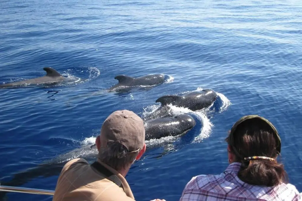 Whale and Dolphin Watching in Mirissa