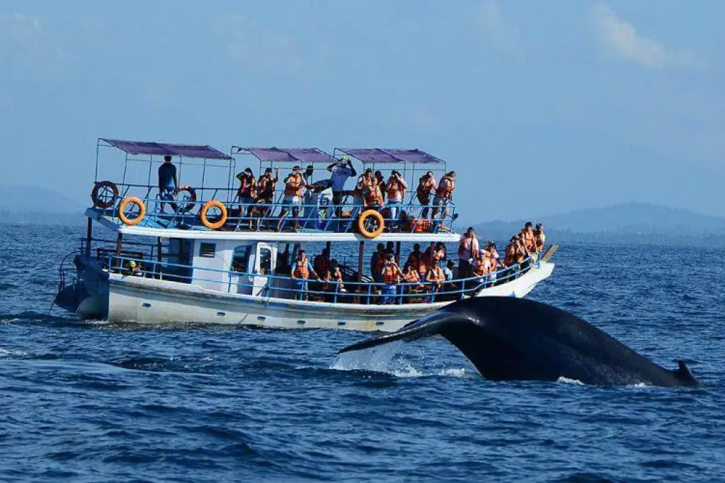 Whale and Dolphin Watching in Mirissa